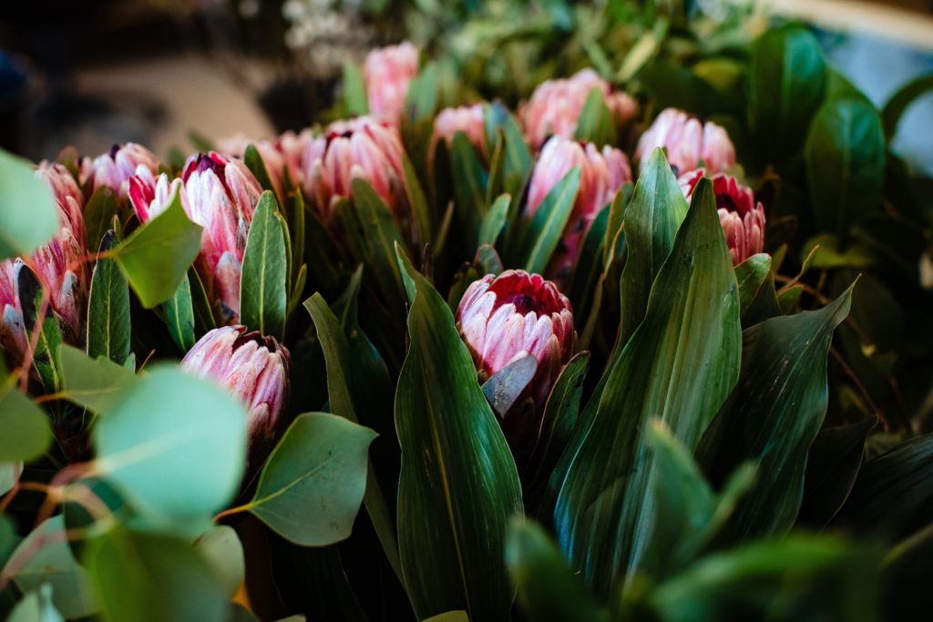 Are Proteas in season in February?