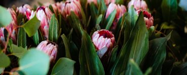 Are Proteas in season in February?