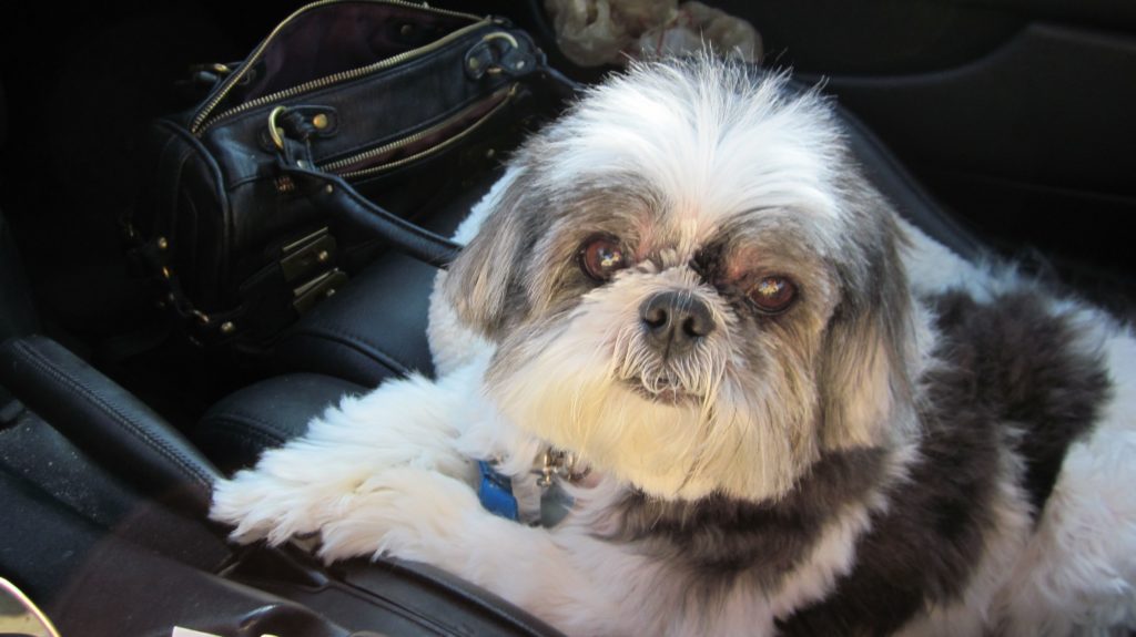 Are Shih Tzus dumb dogs?