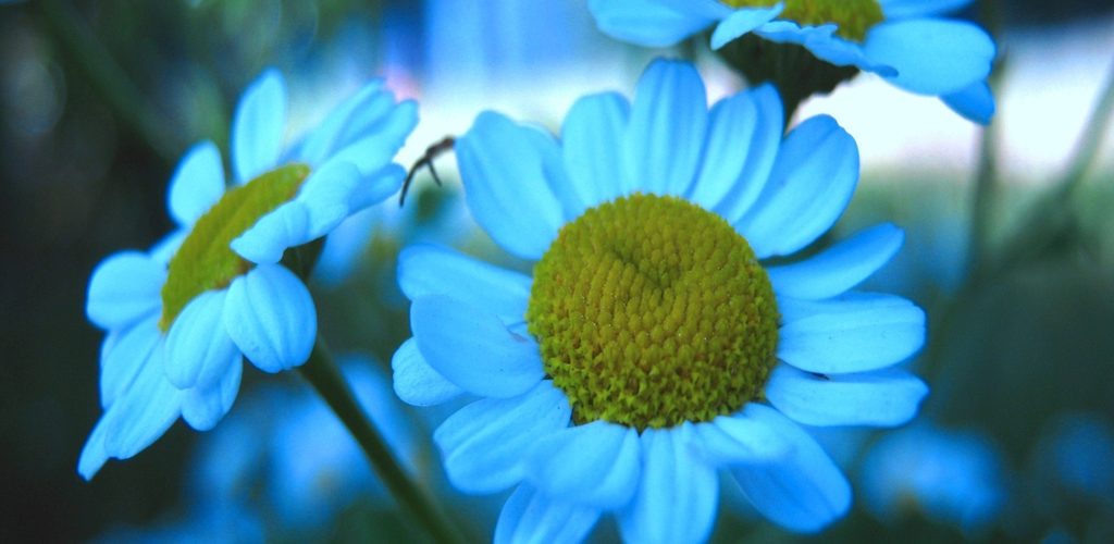 Are blue flowers rare?