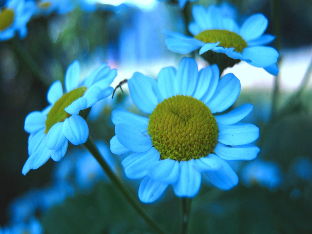 Are blue flowers rare?