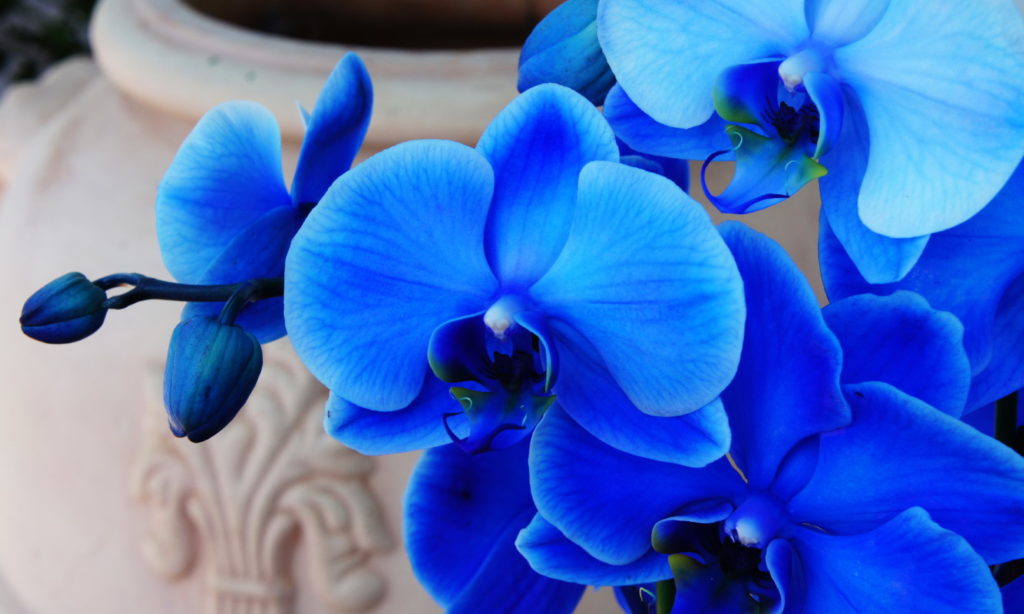 Are blue orchids fake?