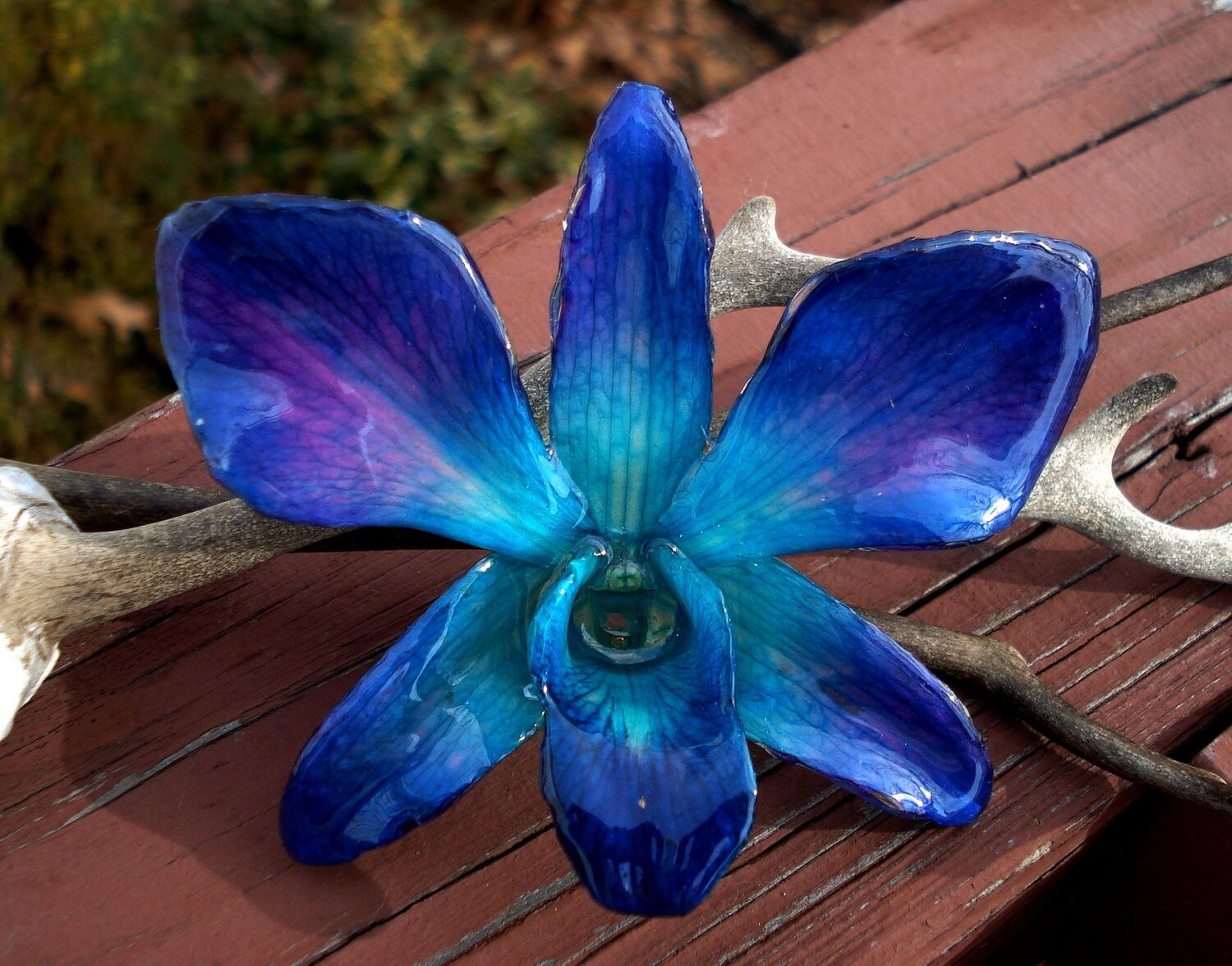 Орхидея призрак Вьетнама синяя