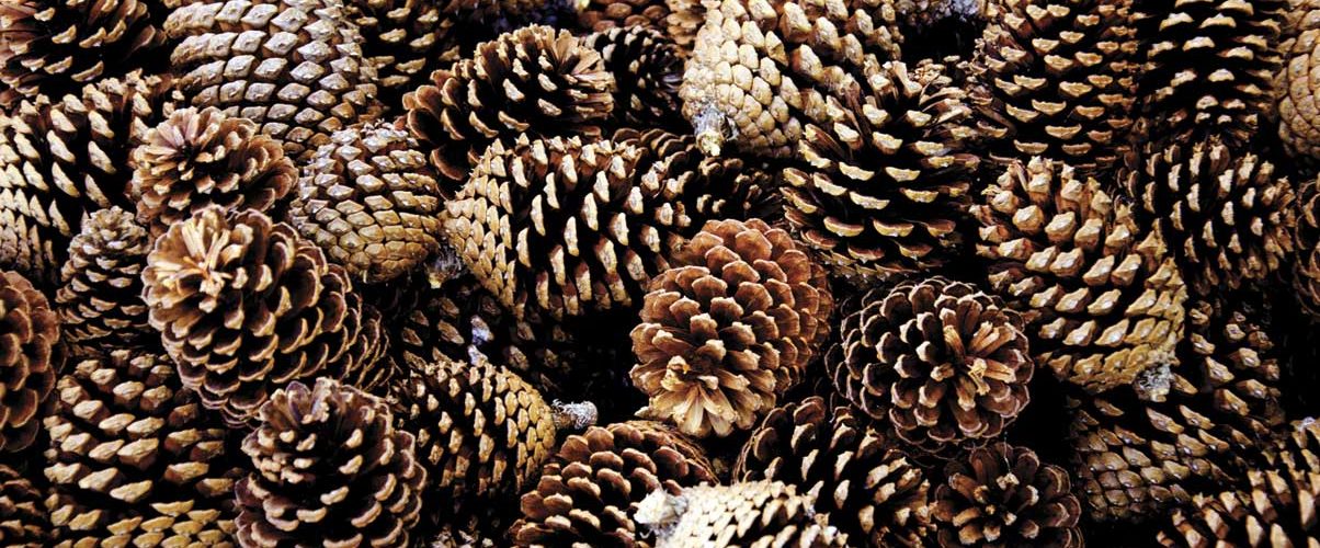 Are pine cones?