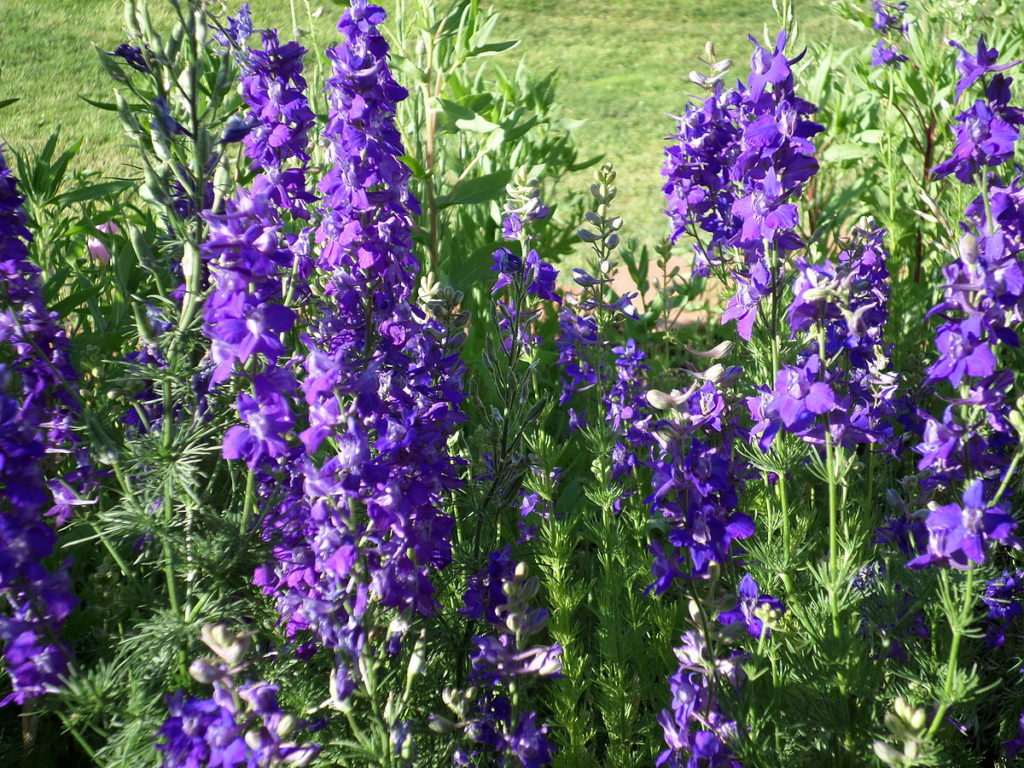 Are purple flowers poisonous?