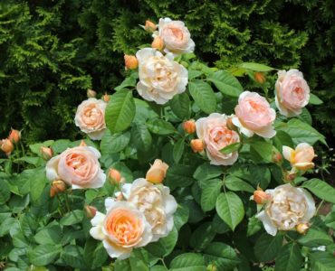 Are roses expensive wedding flowers?