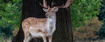 Are stag and buck the same?