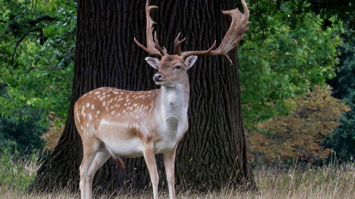Are stag and buck the same?