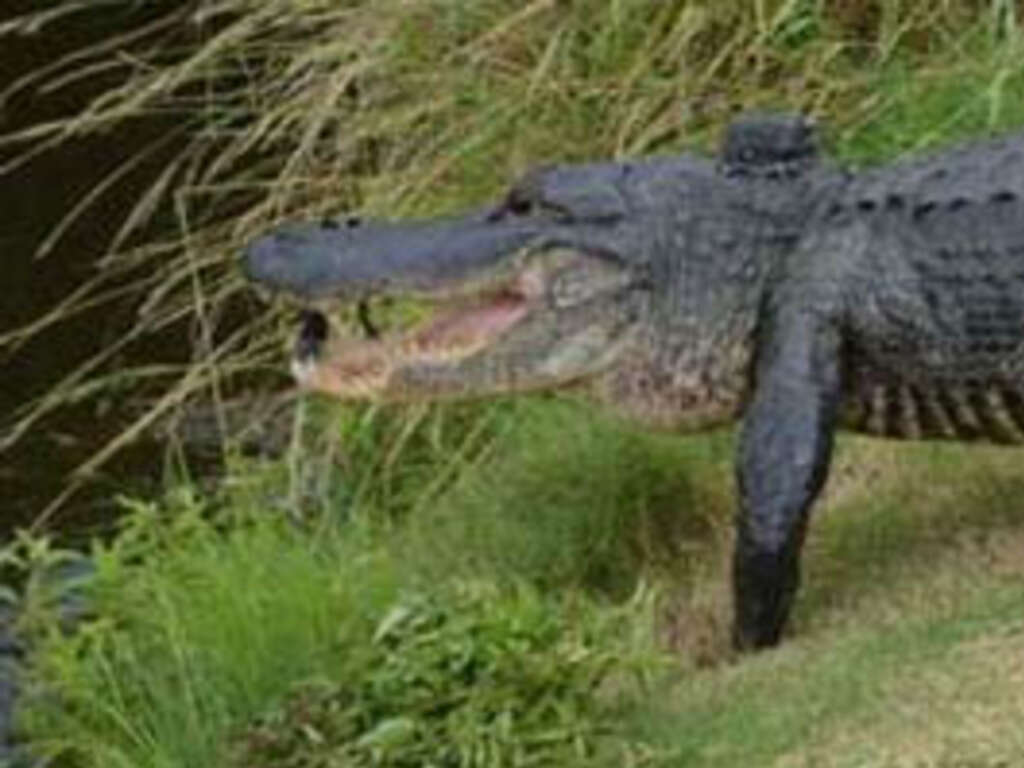 Are there alligators on Jekyll Island?