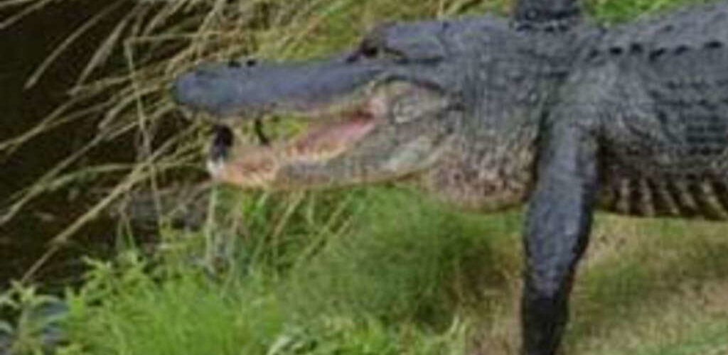 Are there alligators on Jekyll Island?