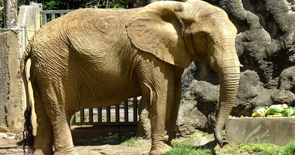 Are there elephants in Puerto Rico?