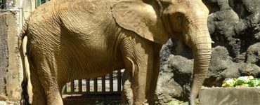 Are there elephants in Puerto Rico?
