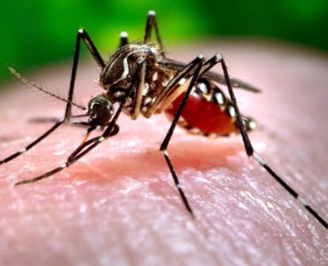 Are there mosquitoes in Cayman Islands?