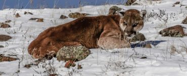 Are there mountain lions in Yellowstone?