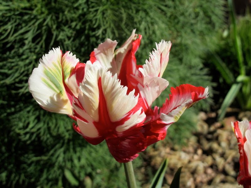 Are tulips expensive?