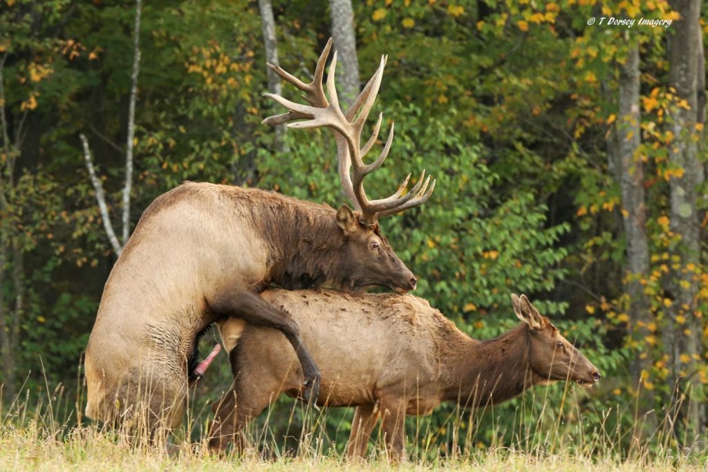 Can a deer mate with an elk?