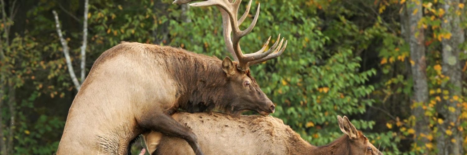 Can a deer mate with an elk?