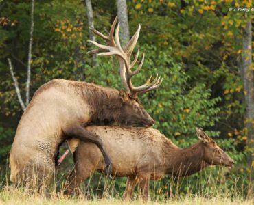 Can a deer mate with an elk?