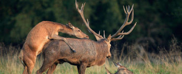 Can an elk mate with a deer?