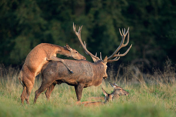 Can an elk mate with a deer?