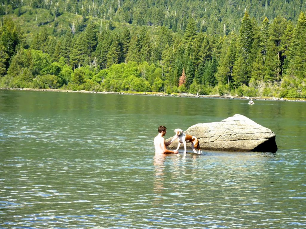 Can dogs swim at Lake Tahoe?