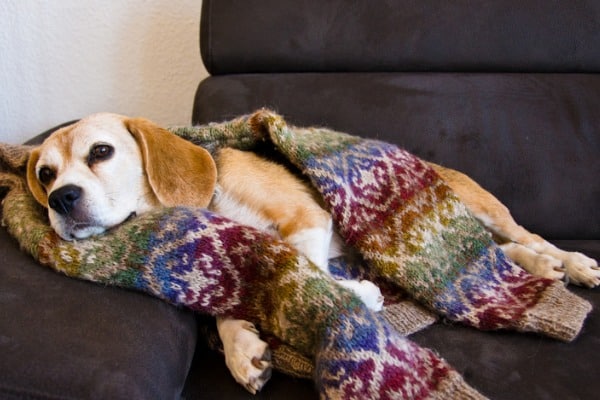 Can dogs wear clothes to sleep?