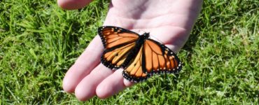 Can you buy butterflies to release at a funeral?