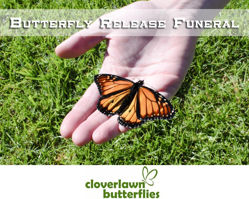 Can you buy butterflies to release at a funeral?