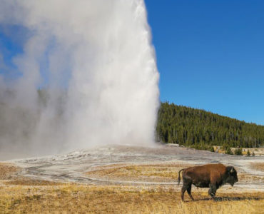 Can you drive your car through Yellowstone National Park?