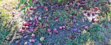 Can you eat apples that have fallen on the ground?