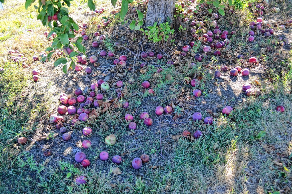 Can you eat apples that have fallen on the ground?