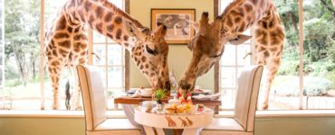 Can you eat at Giraffe Manor without staying there?