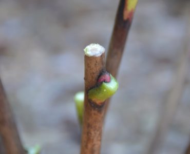 Can you leave peonies in the ground over winter?