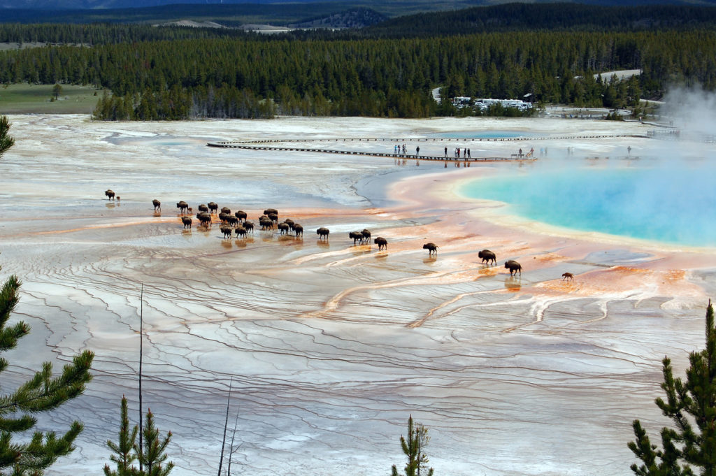 Can you swim in a geyser?