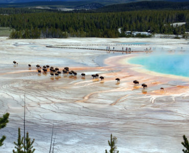 Can you swim in a geyser?