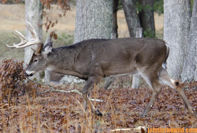 Can you tell how big a deer is by its tracks?