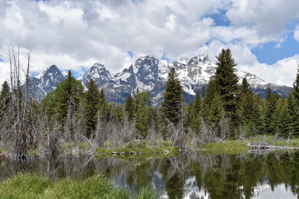 Do Grand Tetons need bear spray?