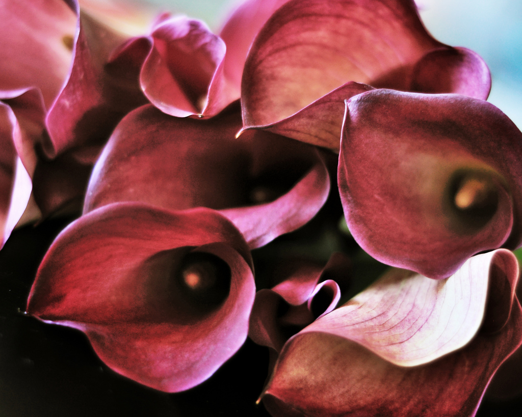 Do calla lilies smell?