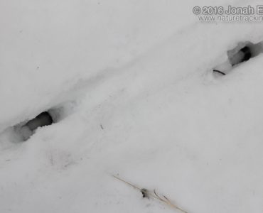 Do deer step in their own tracks?