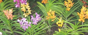Do orchids like full sun?