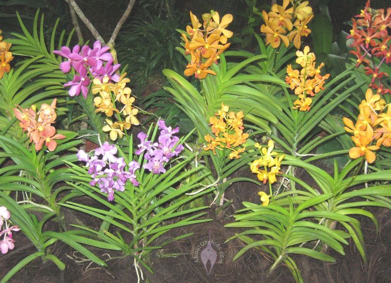 Do orchids like full sun?