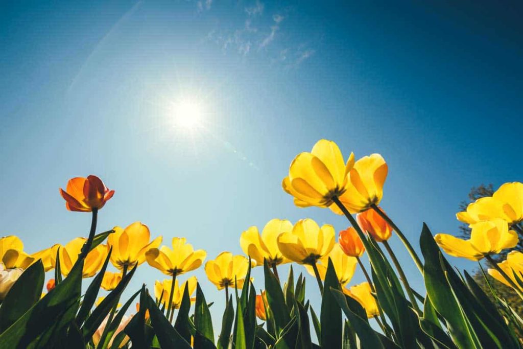 Do tulips need sun?