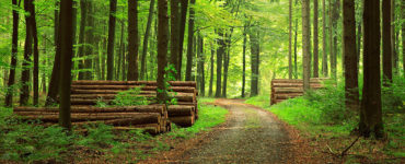 Do we need forest plantation?