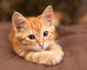 Does feline mean female cat?