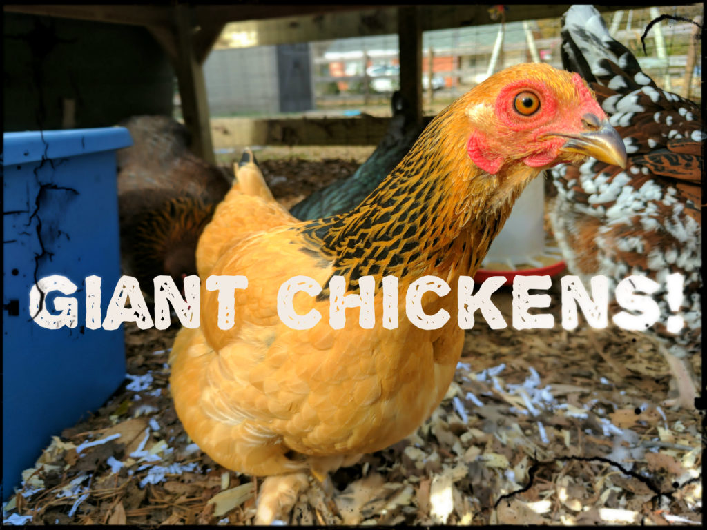Does the giant chicken die?