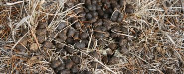 How can you tell how old deer poop is?
