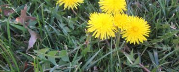 How do I permanently get rid of dandelions?