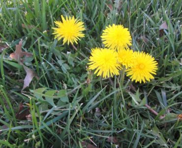 How do I permanently get rid of dandelions?