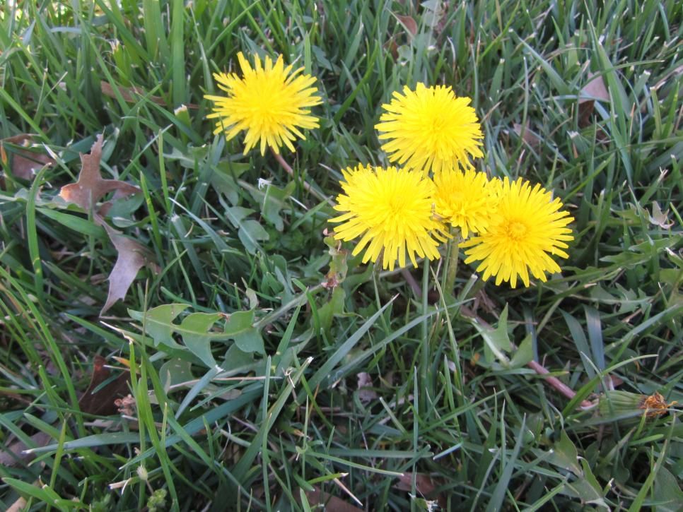 How do I permanently get rid of dandelions?