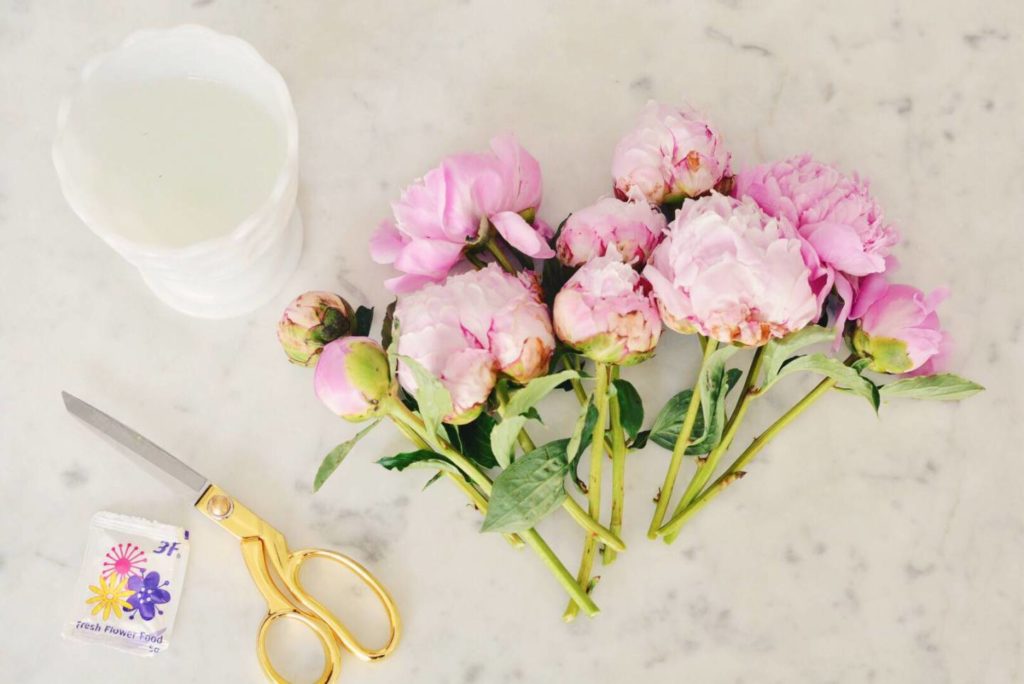 How do you care for Trader Joe's peonies?